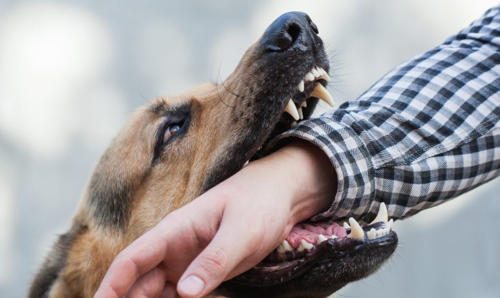 Lexington Dog Bite Lawyer Minner Vines Moncus Injury Lawyers