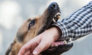 Why You Should Hire Minner Vines Moncus Injury Lawyers After a Dog Attack in Lexington