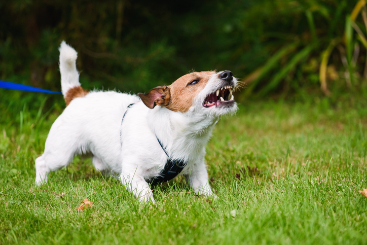 Leash Laws in Kentucky